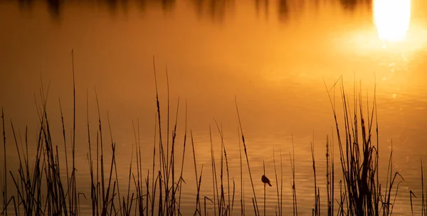 Rocio Lagune Naturreservat Für Wasservögel Donana Nationalpark Andalusien Spanien — Stockfoto