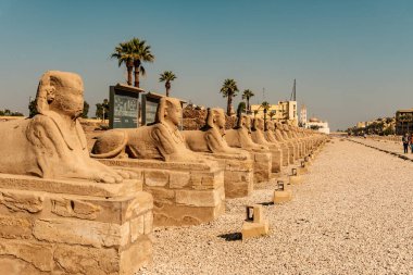 Nil Mısır kıyısındaki Luxor Tapınağı 'nın Sphinx Bulvarı