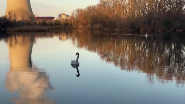 在法国克鲁斯核电站前 有天鹅的虚假的田园诗般的海景 — 图库视频影像