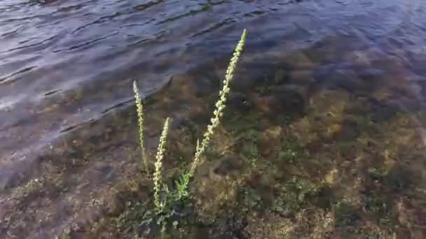ヨーロッパスペインの自然環境水 アルカンタラダダムの湖底を望む透明な水の近く — ストック動画
