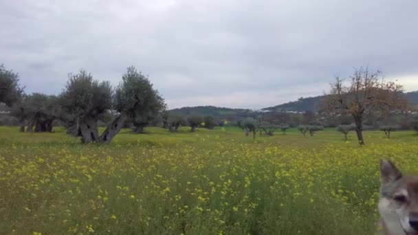 Olivový Háj Starými Olivovníky Portugalsku Alentejo Průmyslové Zemědělství Krajina — Stock video