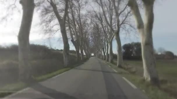 Car Ride Street Tree Avenue View Windshieldταξίδι Στην Ευρώπη — Αρχείο Βίντεο