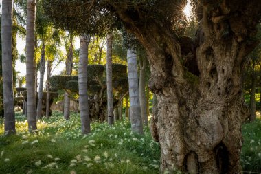 Portekiz 'deki Doğu Park Bacalhoa Buddha Cenneti' nde bitki çeşitliliği manzarası