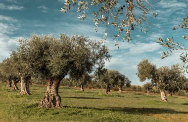 Alentejo 'nun kırsal kesiminde zeytin ağaçları Portekiz Zeytin Korulukları Kış hasat mevsiminde 