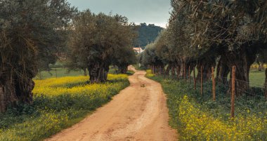 road between olive trees and flowering fields in the Alentejo Contryside, Travel Portugal rural tourism  clipart