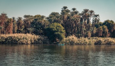 Mısır 'daki yeşil Nil kıyısı manzarası