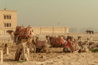 Giza piramitlerinde hayvan taşıyan turistler