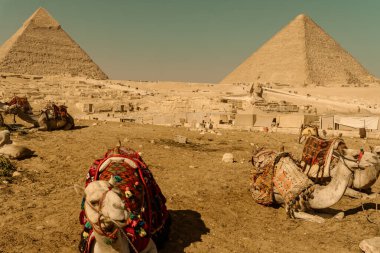 Giza piramitlerinde hayvan taşıyan turistler