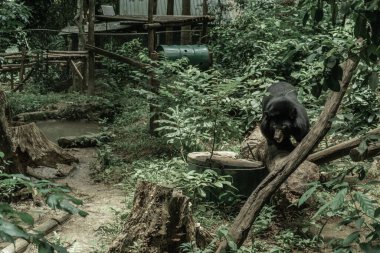 Tat Kuang Si Ayı Koruma Merkezi Tat Kuang Si Park Doğa Koruma Alanı