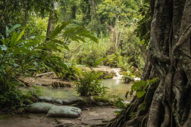 Laos 'taki Tat Kuang Si Park doğa koruma alanında orman manzarası