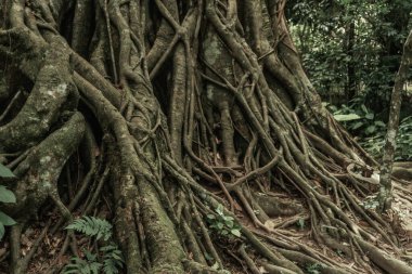 Laos 'taki Tat Kuang Si Park doğa koruma alanında orman manzarası