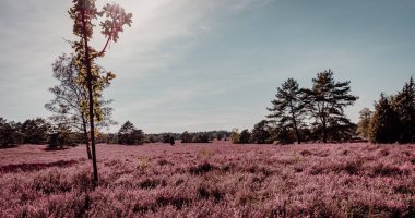 Handeloh Almanya 'sında Buesenbachtal' da güzel pembe çiçek açan Lueneburg Heath manzarası