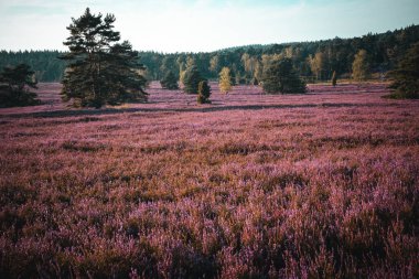 Handeloh Almanya 'sında Buesenbachtal' da güzel pembe çiçek açan Lueneburg Heath manzarası
