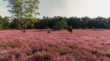 Handeloh Almanya 'sında Buesenbachtal' da güzel pembe çiçek açan Lueneburg Heath manzarası