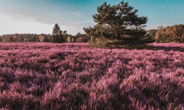 Handeloh Almanya 'sında Buesenbachtal' da güzel pembe çiçek açan Lueneburg Heath manzarası