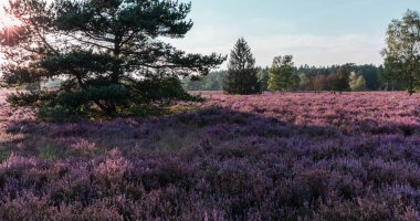 beautiful pink blooming Lueneburg Heath landscape in the Buesenbachtal in Handeloh Germany clipart