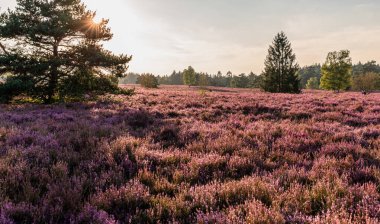 Handeloh Almanya 'sında Buesenbachtal' da güzel pembe çiçek açan Lueneburg Heath manzarası