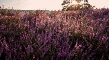 Handeloh Almanya 'sında Buesenbachtal' da güzel pembe çiçek açan Lueneburg Heath manzarası