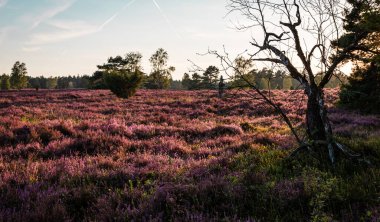 Handeloh Almanya 'sında Buesenbachtal' da güzel pembe çiçek açan Lueneburg Heath manzarası