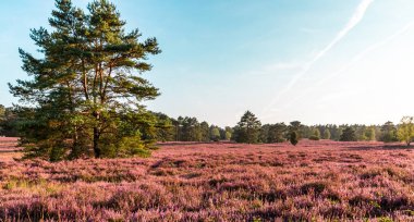 Handeloh Almanya 'sında Buesenbachtal' da güzel pembe çiçek açan Lueneburg Heath manzarası