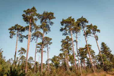 Lueneburg Heath Doğal Arazisi 'ndeki çam ormanı Almanya yürüyüş parkurunda Lneburg Heath