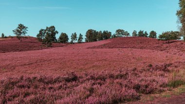 beautiful pink blooming Lueneburg Heath landscape  in Buchholz in the North Heide Germany clipart