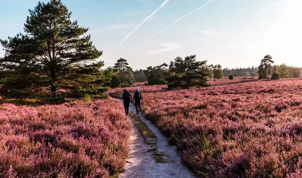Handeloh Almanya 'sındaki güzel, pembe, çiçek açan Lueneburg Heath arazisinde yürüyüşçüler.