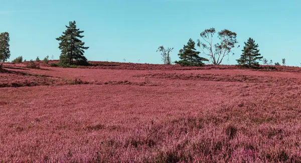 stock image beautiful pink blooming Lueneburg Heath landscape  in Buchholz in the North Heide Germany