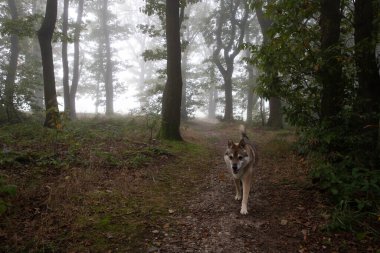 Almanya 'da sonbahar sabahı sisinde güzel orman manzarası