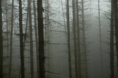 Rhineland-Palatinate 'deki ölü ladin ormanı