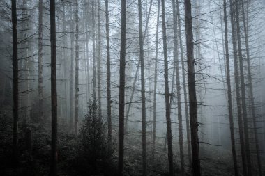 Rhineland-Palatinate 'deki ölü ladin ormanı