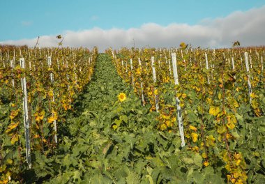 Üzüm bağları Ilbesheim 'deki Alman Şarap Rotası' nda yürüyüş yolları.