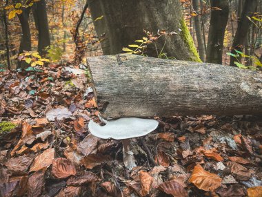 Sonbahar mevsiminde Alman orman zemin bitkileri