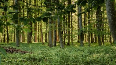 Lenningen, Almanya 'da yeşil orman manzarası