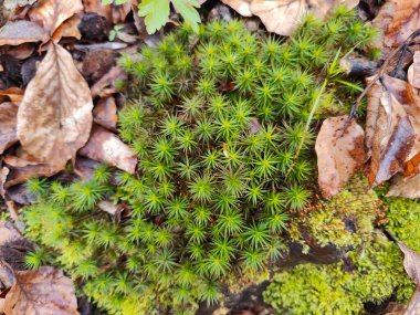 Sonbahar yaprakları, yapraklar, bitki örtüsü, doğa, yosun.