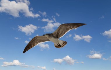 Atlantik martıları mavi gökyüzünde beyaz bulutlarla uçar..