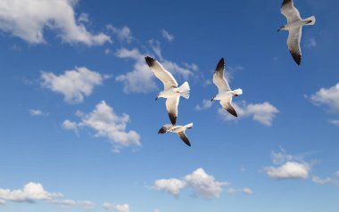 Atlantik martıları mavi gökyüzünde beyaz bulutlarla uçar..