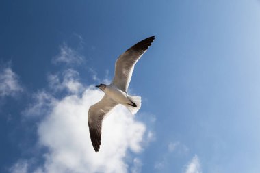 Atlantik martıları mavi gökyüzünde beyaz bulutlarla uçar..