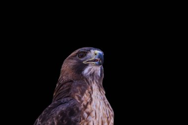 Saker Falcon Falco 'nun halısı. Güzel ve görkemli yırtıcı kuş. Gökyüzünün kralı.