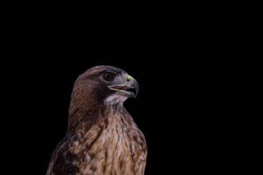 Saker Falcon Falco 'nun halısı. Güzel ve görkemli yırtıcı kuş. Gökyüzünün kralı.
