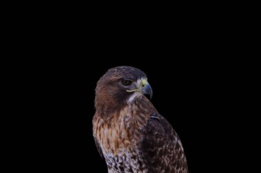 Şahin Şahini 'nin portresi. Güzel ve görkemli bir yırtıcı kuş..