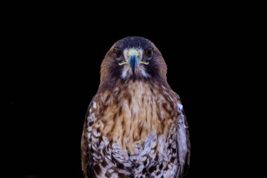 Saker Falcon Falco 'nun halısı. Güzel ve görkemli yırtıcı kuş. Gökyüzünün kralı.