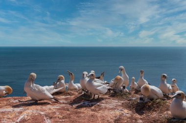 Heligoland adasının kırmızı kayalıklarında Sümsük kuşlarının portresi. Kuzey Denizi, Almanya.