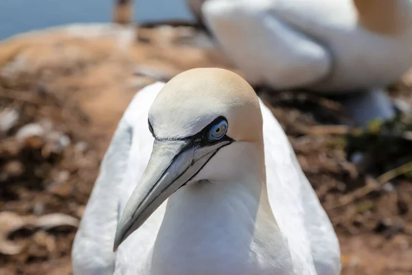 Heligoland adasının kırmızı kayalıklarında Sümsük kuşlarının portresi. Kuzey Denizi, Almanya.