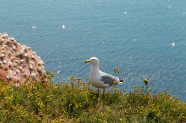 Bir Avrupalı martı Heligoland adasında uçurumun kenarında oturur. Kuzey Denizi. Almanya.