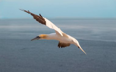 Kuzey Gannet - Morus Bassanus Kuzey Denizi üzerinde Heligoland adası yakınlarında uçuyor. Kuzey Denizi. Almanya.