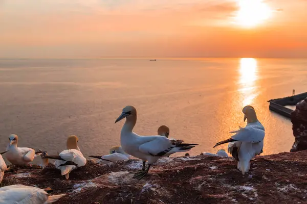 Kuzey Denizi üzerinde Heligoland adasında güzel bir günbatımı. Nortsea. Almanya.