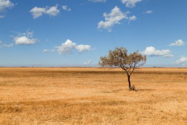 Sonsuz bozkırlar - mavi gökyüzünün ve beyaz bulutların önündeki çayır.