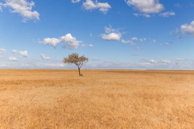 Sonsuz bozkırlar - mavi gökyüzünün ve beyaz bulutların önündeki çayır.
