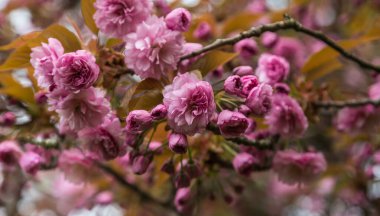 Kiraz ağaçlarının dallarında güzel kiraz çiçekleri açar..